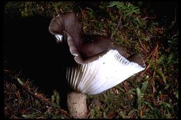 Image de Hygrophore à lamelles arquées