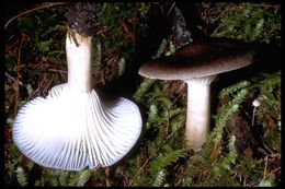 Image de Hygrophore à lamelles arquées