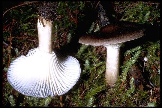 Image of Dusky waxy cap