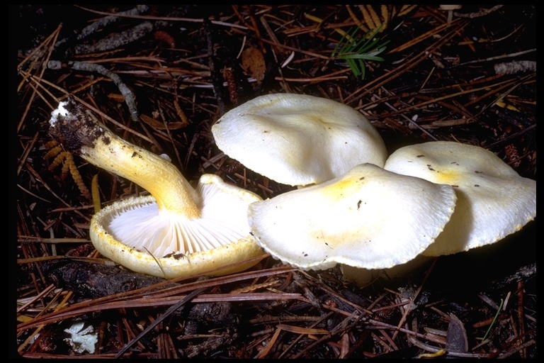 Hygrophorus chrysodon (Batsch) Fr. 1838的圖片