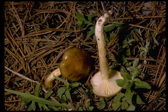 Plancia ëd Hygrophorus hypothejus (Fr.) Fr. 1838