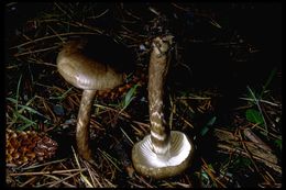 Слика од Hygrophorus olivaceoalbus (Fr.) Fr. 1838