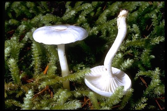 Hygrophorus piceae Kühner 1949的圖片