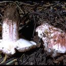 Слика од <i>Hygrophorus purpurascens</i>