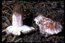 Слика од <i>Hygrophorus purpurascens</i>