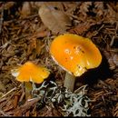Image of Hygrocybe flavescens (Kauffman) Singer 1951