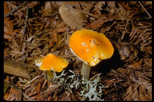 Image de Hygrocybe flavescens (Kauffman) Singer 1951