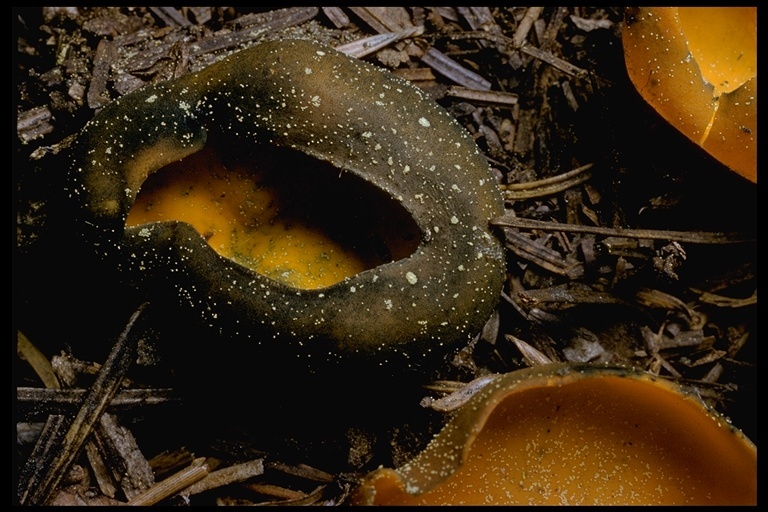 Imagem de Caloscypha fulgens (Pers.) Boud. 1885