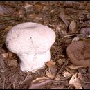 Sivun Calvatia cyathiformis (Bosc) Morgan 1890 kuva