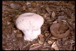 Слика од Calvatia cyathiformis (Bosc) Morgan 1890