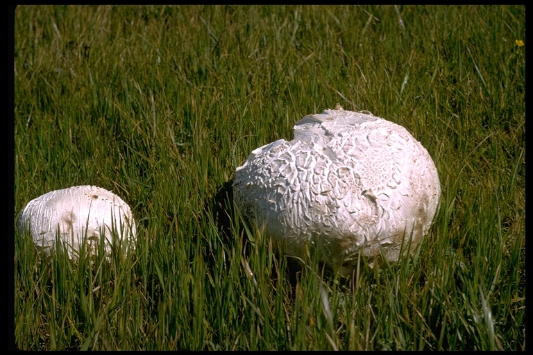 Image de Vesse-de-loup géante