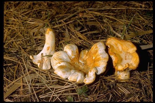 Image of Cantharellus subalbidus A. H. Sm. & Morse 1947