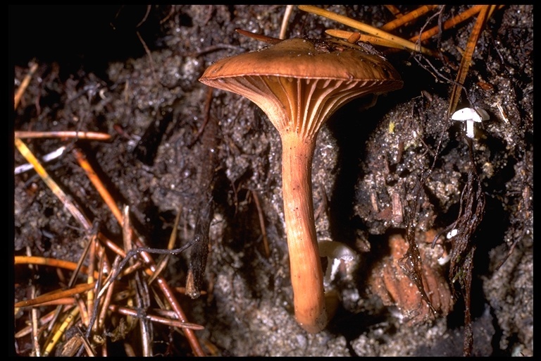 Chroogomphus ochraceus (Kauffman) O. K. Mill. 1964 resmi