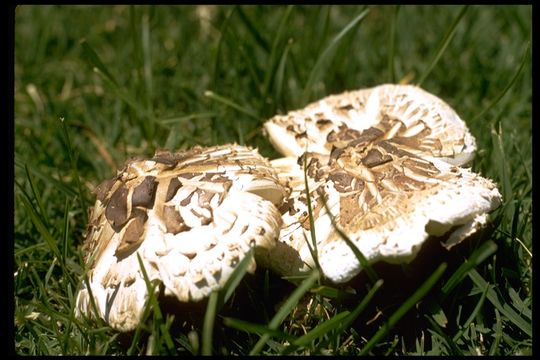 Plancia ëd Chlorophyllum molybdites (G. Mey.) Massee ex P. Syd. 1900