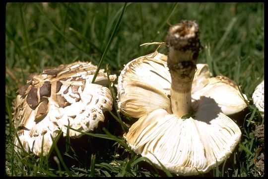 Chlorophyllum molybdites (G. Mey.) Massee ex P. Syd. 1900 resmi