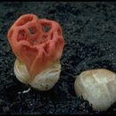 Imagem de <i>Clathrus cancellatus</i>