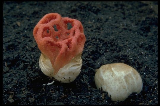 Image de <i>Clathrus cancellatus</i>