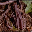 Image of <i>Clavaria purpurea</i>