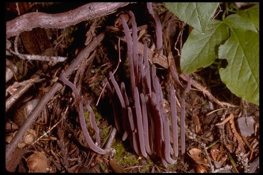 Image of <i>Clavaria purpurea</i>