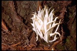 <i>Clavaria vermicularis</i> resmi