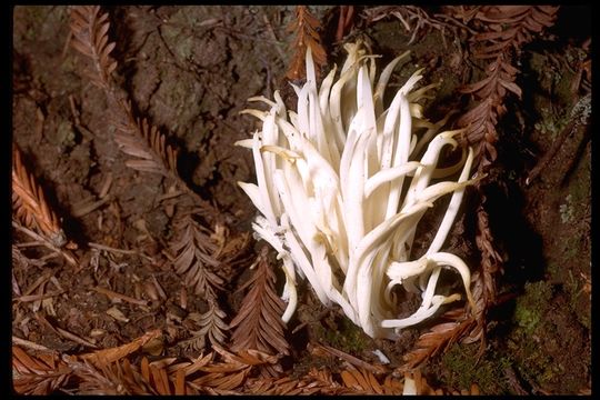 Image of <i>Clavaria vermicularis</i>