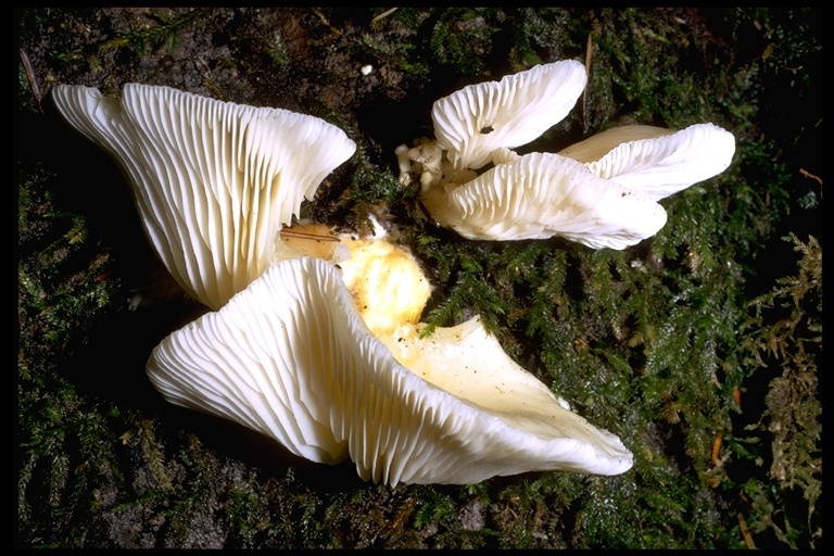 Image of Panellus serotinus (Pers.) Kühner 1950