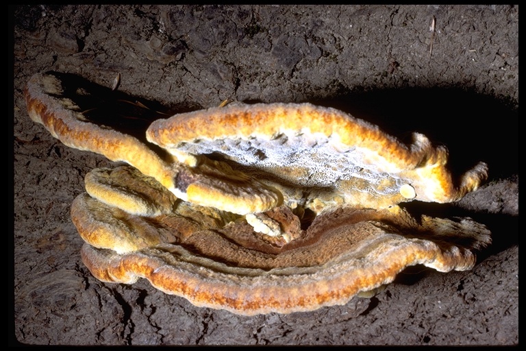 Image de Polypore éponge