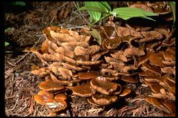 Image of Pholiota