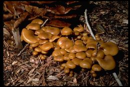 Image of Pholiota