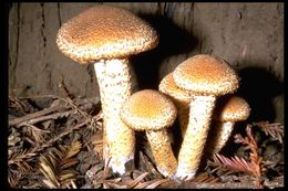 Pholiota squarrosa (Vahl) P. Kumm. 1871 resmi