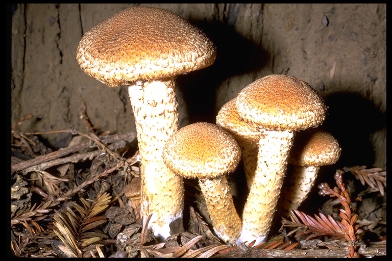 Image of shaggy scalycap