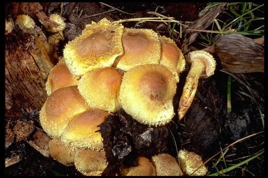 Image of shaggy scalycap