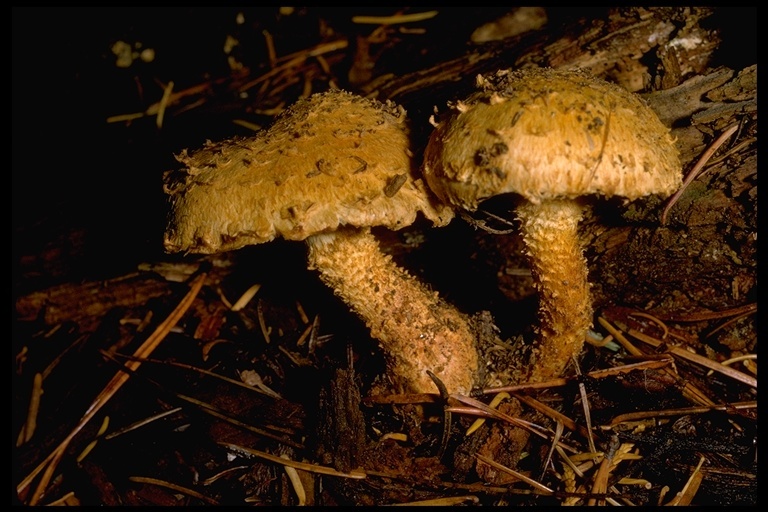 Pholiota squarrosa (Vahl) P. Kumm. 1871 resmi