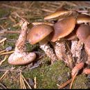 Image of Pholiota terrestris Overh. 1924