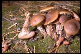 Pholiota terrestris Overh. 1924 resmi