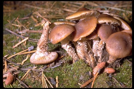 Слика од Pholiota terrestris Overh. 1924