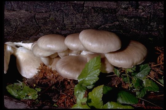 Image of Pleurotus ostreatus (Jacq.) P. Kumm. 1871