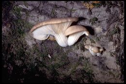 Image of Pleurotus ostreatus (Jacq.) P. Kumm. 1871