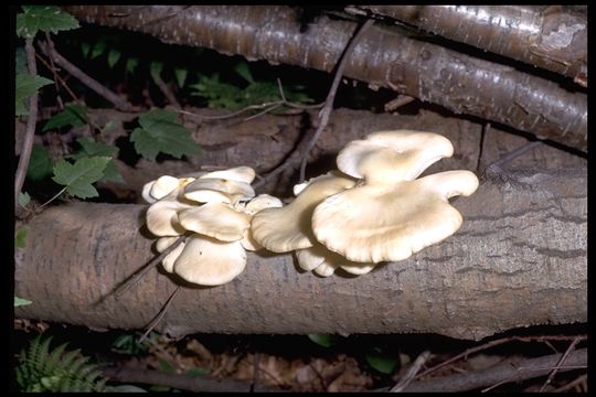 Image of Pleurotus ostreatus (Jacq.) P. Kumm. 1871