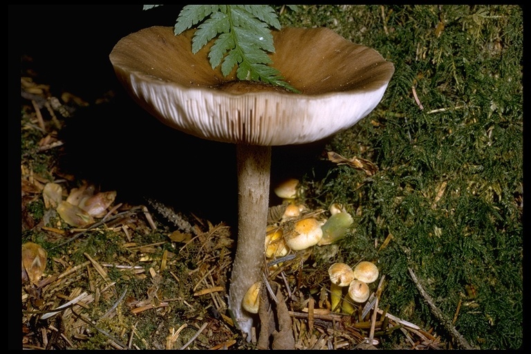 Image of Deer Mushroom