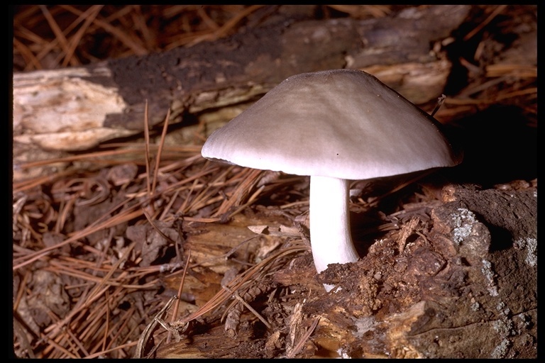 Image of Deer Mushroom