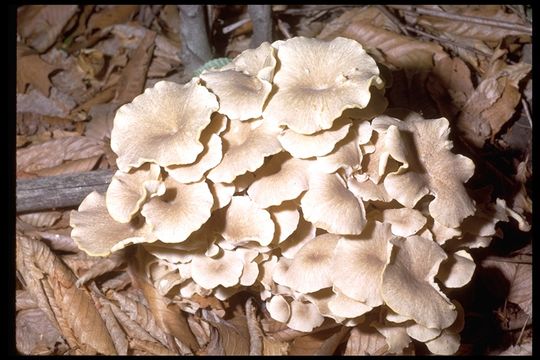 Image of Polyporus umbellatus (Pers.) Fr. 1821