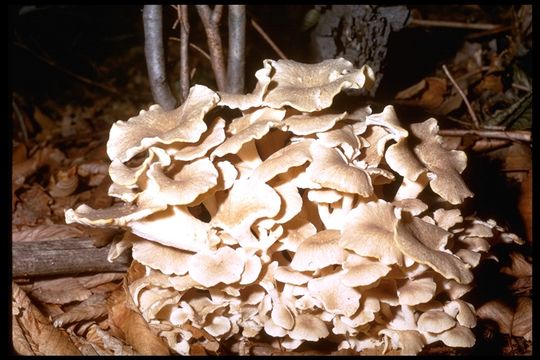 Image of Polyporus umbellatus (Pers.) Fr. 1821