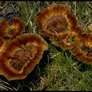 Image of <i>Polyporus tomentosus</i>