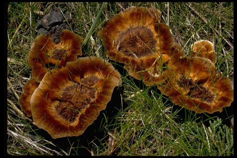 <i>Polyporus tomentosus</i> resmi