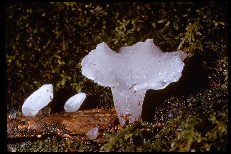 Image of Pseudohydnum gelatinosum (Scop.) P. Karst. 1868