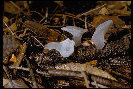 Image of Pseudohydnum gelatinosum (Scop.) P. Karst. 1868