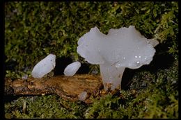 Image of Pseudohydnum gelatinosum (Scop.) P. Karst. 1868