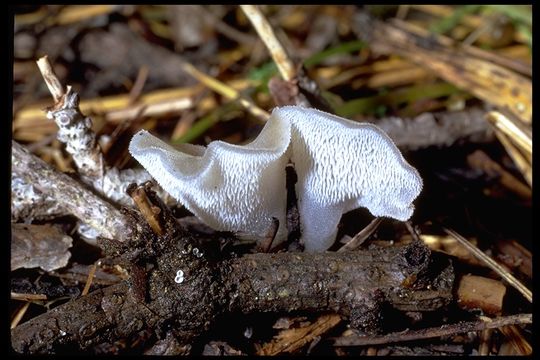 Image of Pseudohydnum gelatinosum (Scop.) P. Karst. 1868