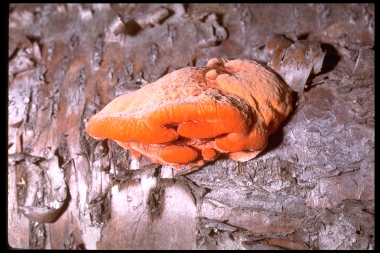 Image of Pycnoporus cinnabarinus (Jacq.) P. Karst. 1881